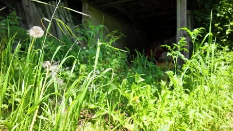 Dandelion Seed Head Swaying in Front of a Rustic Wooden Barn Stock Footage 336532139