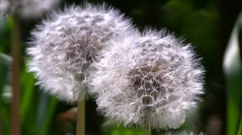 Dandelion seed heads, blowing in the wind 库存影片 11159871
