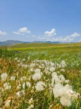 Dandelion seed heads float above grassy field under sunny sky Stock Photos