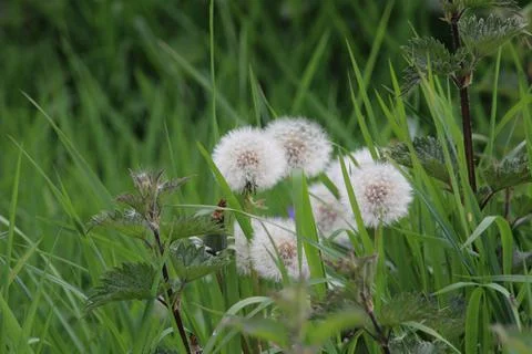 Dandelion seed heads Stock Photos