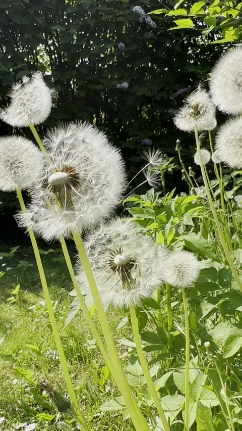 Dandelion seed heads, vertical Stock Footage 245068827
