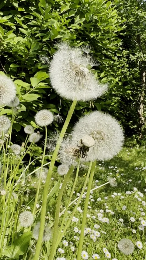 Dandelion seed heads, vertical Video stock 245068911