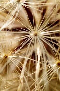 Dandelion seed macro pattern design Stock Photos