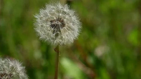 Dandelion that is in seed makes a perfect globe. Stock Footage 156636879