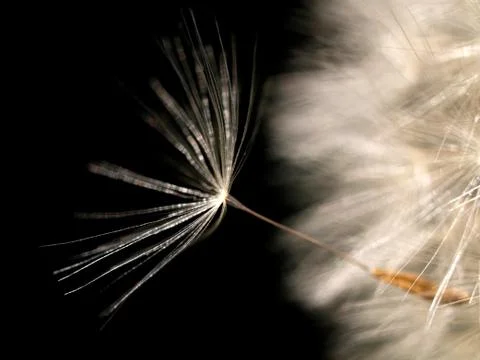 Dandelion seed 스톡 사진