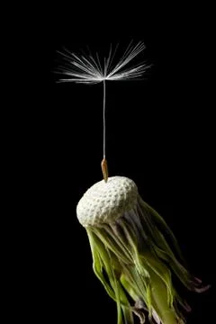 Dandelion seed Stock Photos