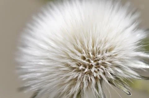 Dandelion seed Foto stock