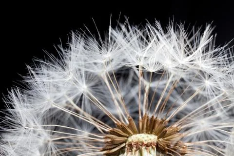 Dandelion seed Stock Photos