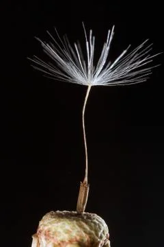 Dandelion seed Stock Photos