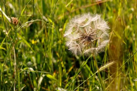Dandelion Seed Stock Photos