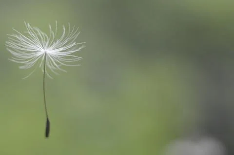 Dandelion seed Stock Photos