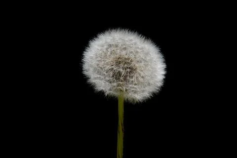 Dandelion in Seed Stock Photos