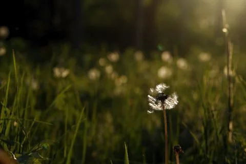 Dandelion seed Stock Photos