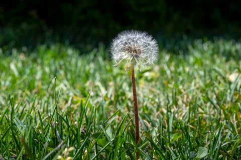 Dandelion seed pod Stock Photos