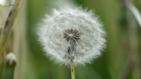 Dandelion seed puff ball - close macro shot Stock Footage 38871488