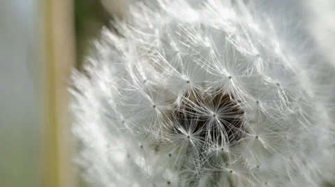 Dandelion seed puff ball - macro close-up Stock Footage 38871973