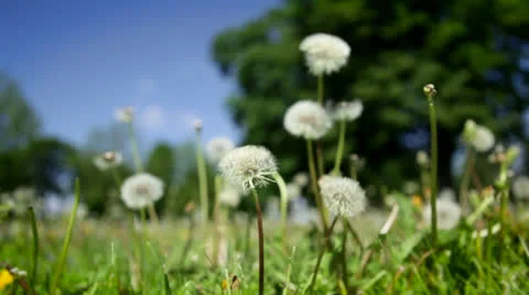 Dandelion seed puffs in field Stock Footage 24685981