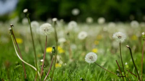Dandelion seed puffs in field Stock Footage 24685996