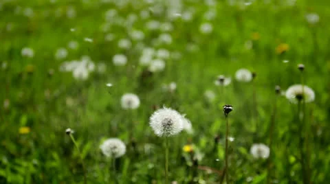 Dandelion seed puffs in field Stock Footage 24686198