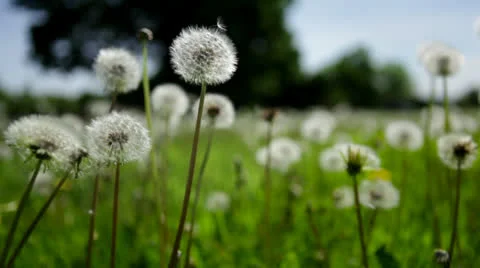 Dandelion seed puffs in field Stock Footage 24686206