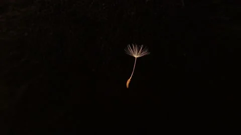 Dandelion seed spins on itself on a black background. Dandelions seeds fly, blow Stock Footage 162386613