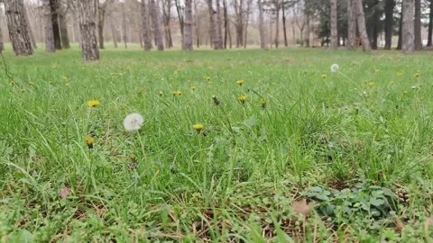 Dandelion seed swinging in the wind Stock Footage 269057794