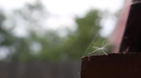 Dandelion seed in the web of a spider in the wind Video stock 24739071