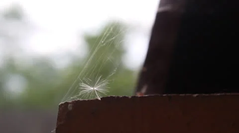 Dandelion seed in the web of a spider in the wind 2 Video stock 24739372