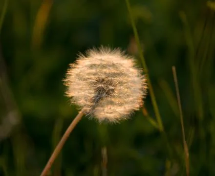 Dandelion seedhead backlit by sun. Stock Photos