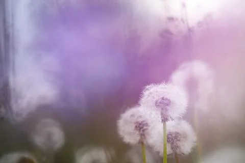 Dandelion seedhead closeup capturing in springtime Foto stock