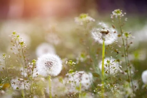Dandelion seedhead closeup capturing in springtime Stock Photos