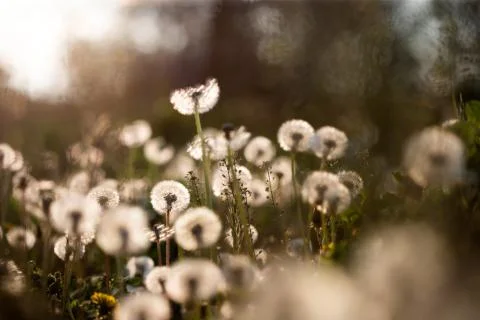 Dandelion seedhead closeup capturing in springtime Stock Photos