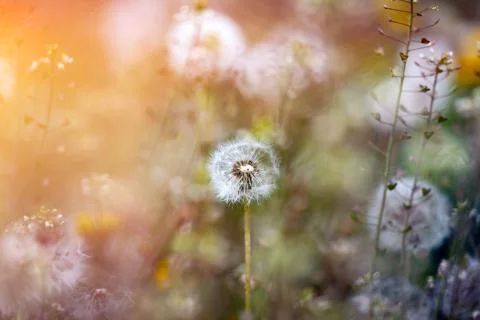 Dandelion seedhead closeup capturing in springtime Foto stock
