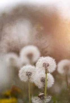 Dandelion seedhead closeup capturing in springtime Stock Photos