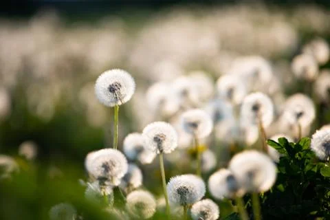 Dandelion seedhead closeup capturing in springtime Stock-Fotos