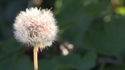 Dandelion Seedhead Stock Footage 126642971