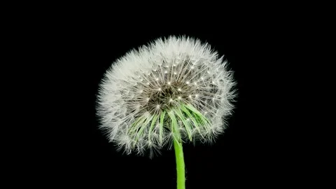 Dandelion seedhead opening timelapse Stock Footage 309532594