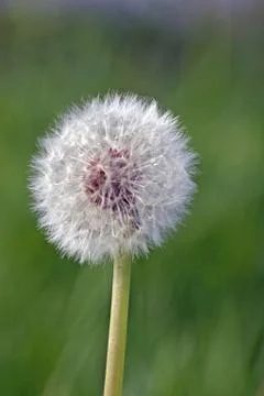 Dandelion seedhead Stock Photos