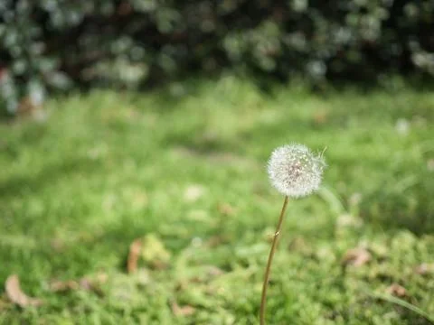 Dandelion Seedhead Stock Photos