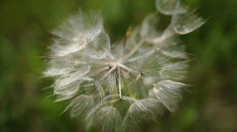 Dandelion seeding Stock Footage 784940