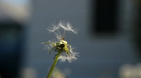 Dandelion seeding in the wind 動画素材 10896873
