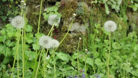 Dandelion seedlings Stock Footage 74901563
