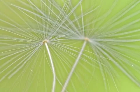 Dandelion seeds background Foto stock