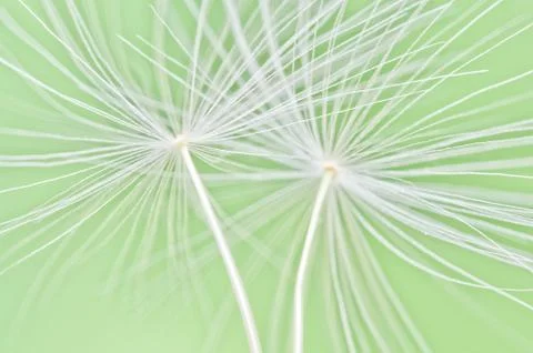 Dandelion seeds background Stock Photos
