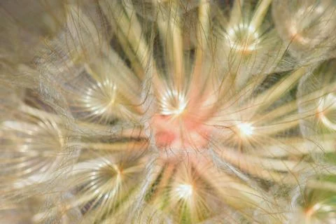 Dandelion seeds background Stock Photos