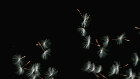 Dandelion Seeds Being Blown Stock Footage 154430040