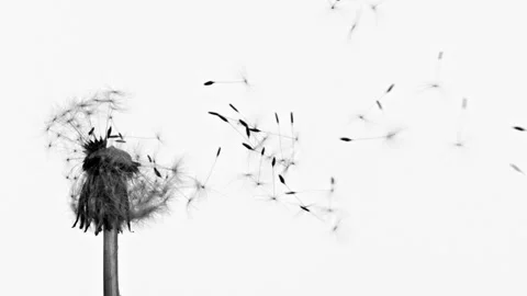 Dandelion Seeds Being Blown Stock Footage 154430192