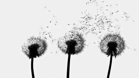Dandelion Seeds Being Blown Stock Footage 154430237