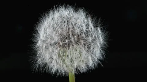 Dandelion Seeds Being Blown Stock Footage 154430652