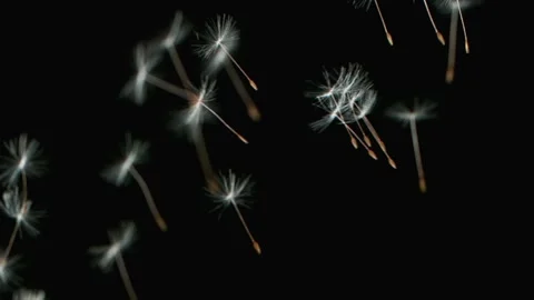 Dandelion Seeds Being Blown Video stock 154500199